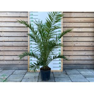 Datľovník kanársky (Phoenix canariensis) - výška 150-200 cm, kont. C18L (-6°C) 
